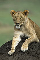 African Lion (Panthera leo) female portrait of adult female on termite mound, Masai Mara National Reserve, Kenya