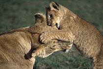 African Lion (Panthera leo) three month old cub playing with patient African Lioness, Masai Mara National Reserve, Kenya