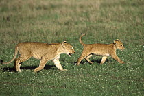 African Lion (Panthera leo) pair of cubs walking together following African Lionesses of their pride, Masai Mara National Reserve, Kenya
