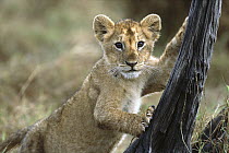 African Lion (Panthera leo) three month old cub climbing tree stump, Masai Mara National Reserve, Kenya