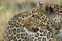 Leopard (Panthera pardus) portrait of female, Masai Mara National Reserve, Kenya