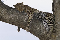 Leopard (Panthera pardus) female sleeping in shade during mid-day heat on massive fig tree branch, Masai Mara National Reserve, Kenya