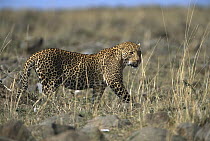 Leopard (Panthera pardus) well camouflaged male walking through grass, Masai Mara National Reserve, Kenya