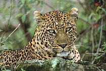 Leopard (Panthera pardus) large male resting after hunt and devouring its kill, Masai Mara National Reserve, Kenya