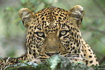 Leopard (Panthera pardus) large male resting after hunt and devouring its kill, Masai Mara National Reserve, Kenya