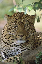 Leopard (Panthera pardus) large male resting after hunting and devouring its kill, Masai Mara National Reserve, Kenya