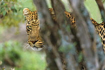 Leopard (Panthera pardus) large male peeking from behind bushes, Masai Mara National Reserve, Kenya