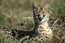 Serval (Leptailurus serval) adult, portrait in tall grass where it hunts for rodents, birds, small reptiles, Masai Mara National Reserve, Kenya