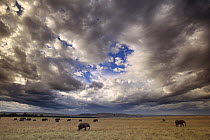 African Elephant (Loxodonta africana) matriarchal herd moving towards Mara River in evening with cumulus clouds gathering in the sky, Masai Mara National Reserve, Kenya