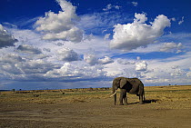 African Elephant (Loxodonta africana) male walking in grassland, Masai Mara National Reserve, Kenya