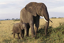 African Elephant (Loxodonta africana) mother browses while calf tries to nurse, Masai Mara National Reserve, Kenya