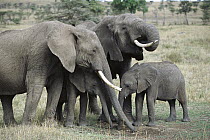 African Elephant (Loxodonta africana) females and calves eating mineral-laden soil, Masai Mara National Reserve, Kenya