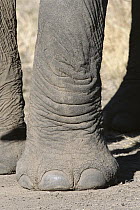 African Elephant (Loxodonta africana) close-up of front foot, Masai Mara National Reserve, Kenya