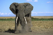 African Elephant (Loxodonta africana) male throwing sand and dust over his body after wetting skin to protect from insects and heat, Masai Mara National Reserve, Kenya