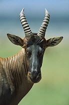Topi (Damaliscus lunatus), Masai Mara National Reserve, Kenya