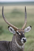 Waterbuck (Kobus ellipsiprymnus) buck with large horns, Masai Mara National Reserve, Kenya
