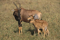 Topi (Damaliscus lunatus) mother with calves, Masai Mara National Reserve, Kenya