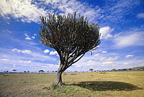 Candelabra Tree (Euphorbia candelabrum) with Cheetah underneath, afternoon in grasslands, Masai Mara National Reserve, Kenya