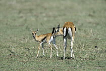 Thomson's Gazelle (Eudorcas thomsonii) doe licks her fawns urine so that predators can't pick-up the scent, Masai Mara National Reserve, Kenya