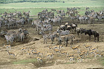 Burchell's Zebra (Equus burchellii) herd Blue Wildebeest (Connochaetes taurinus) and Thomson's Gazelles (Eudorcas thomsonii) congregate near crossing, Mara River, Masai Mara National Reserve, Kenya