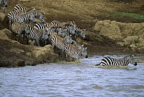 Burchell's Zebra (Equus burchellii) herd crossing the Mara River, Masai Mara National Reserve, Kenya