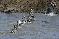 Burchell's Zebra (Equus burchellii) group crossing the Mara River with hungry Crocodile (Crocodylus niloticus) approaching, Masai Mara National Reserve, Kenya