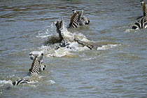 Burchell's Zebra (Equus burchellii) group crossing the Mara River with hungry Crocodile (Crocodylus niloticus) attacking, Masai Mara National Reserve, Kenya