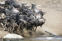 Blue Wildebeest (Connochaetes taurinus) herd trying to cross Mara River, fleeing from hungry Crocodiles, Masai Mara National Reserve, Kenya