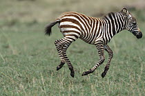 Burchell's Zebra (Equus burchellii) foal running and playing on short green grass, Masai Mara National Reserve, Kenya