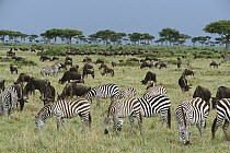Burchell's Zebra (Equus burchellii) and Blue Wildebeest (Connochaetes taurinus) herds grazing together in open grassland during short rainy season in November, Masai Mara National Reserve, Kenya