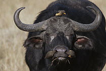 Cape Buffalo (Syncerus caffer) bull with Red-billed Oxpecker (Buphagus erythrorhynchus) feeding on ticks and insects, Masai Mara National Reserve, Kenya