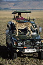 Cheetah (Acinonyx jubatus) adult female, on hood of vehicle to observe distant antelope, tourists watching, Masai Mara National Reserve, Kenya