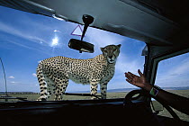 Cheetah (Acinonyx jubatus) adult female, climbs on safari vehicle hood to scan savannah from high vantage point while looking for prey, Masai Mara National Reserve, Kenya