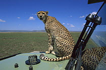 Cheetah (Acinonyx jubatus) female on safari vehicle scanning savannah, Masai Mara National Reserve, Kenya