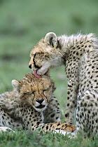 Cheetah (Acinonyx jubatus) one licking blood from another's head after it fed on Antelope, Masai Mara National Reserve, Kenya