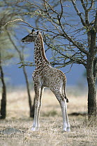 Masai Giraffe (Giraffa tippelskirchi) newborn female, already six feet tall, well camouflaged in Acacia grove, evening, Masai Mara, Kenya