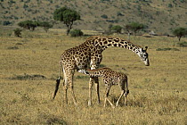 Masai Giraffe (Giraffa tippelskirchi) mother nursing newborn, Masai Mara, Kenya