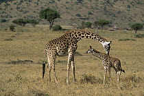 Masai Giraffe (Giraffa tippelskirchi) mother smelling and identifying her newborn, Masai Mara, Kenya