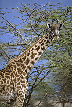 Masai Giraffe (Giraffa tippelskirchi) cow in Acacia grove, evening, Masai Mara, Kenya