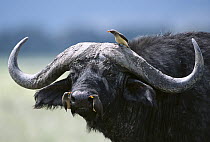 Cape Buffalo (Syncerus caffer) with Red-billed Oxpeckers (Buphogus erythrorhymchus) on its nose and head, Lake Nakuru National Park, Kenya