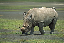 White Rhinoceros (Ceratotherium simum) male, Lake Nakuru National Park, Kenya