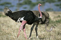 Ostrich (Struthio camelus) male and female courting, male's skin turns red, Masai Mara National Reserve, Kenya