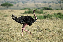 Ostrich (Struthio camelus) male's skin turns red during courtship, Masai Mara National Reserve, Kenya