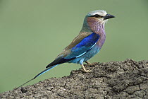 Lilac-breasted Roller (Coracias caudata) perched on termite mound, looking for insects, Masai Mara National Reserve, Kenya