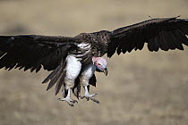 Lappet-faced Vulture (Torgos tracheliotus) flying in to join others at carcass, Masai Mara National Reserve, Kenya