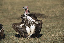 Lappet-faced Vulture (Torgos tracheliotus) one of the largest Vultures, strides toward carcass, Masai Mara National Reserve, Kenya