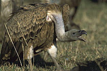 Griffon Vulture (Gyps fulvus) close-up of individual calling beside carcass, most sociable, non-territorial Vulture, Masai Mara National Reserve, Kenya