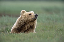 Grizzly Bear (Ursus arctos horribilis) female in green grass, Katmai National Park, Alaska