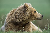 Grizzly Bear (Ursus arctos horribilis) female in green grass, Katmai National Park, Alaska