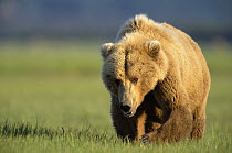 Grizzly Bear (Ursus arctos horribilis) female walking through green grass, Katmai National Park, Alaska